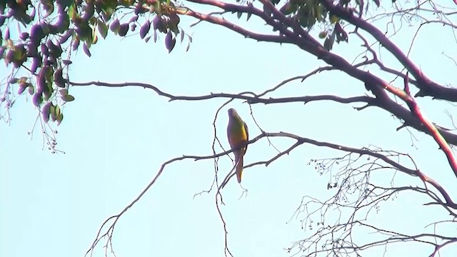 Turquoise Parrot - ML200914921