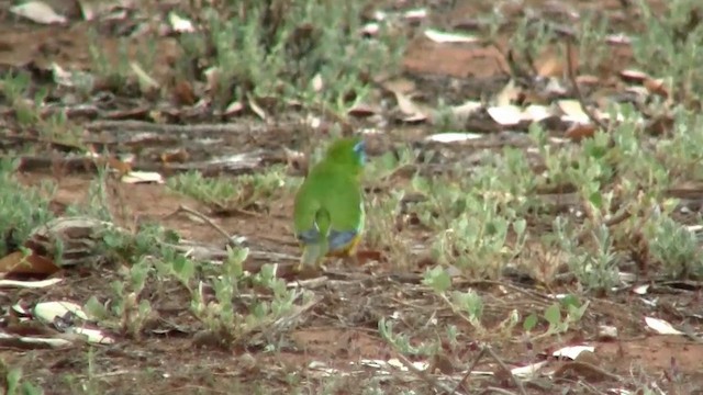 Turquoise Parrot - ML200914931