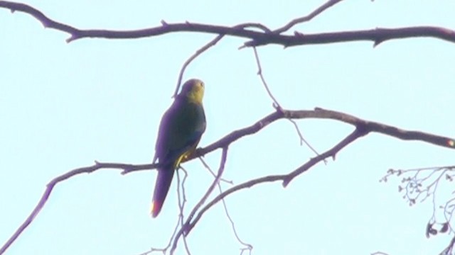 Turquoise Parrot - ML200915011