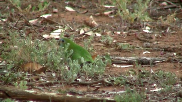 Turquoise Parrot - ML200915021