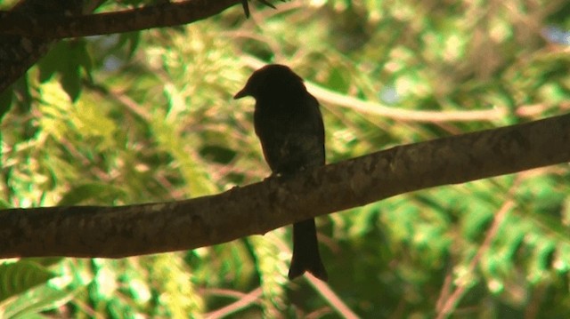 Fork-tailed Drongo - ML200915491