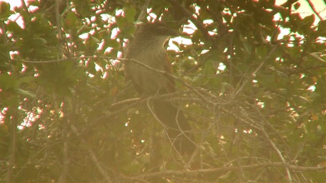White-browed Coucal (White-browed) - ML200915541