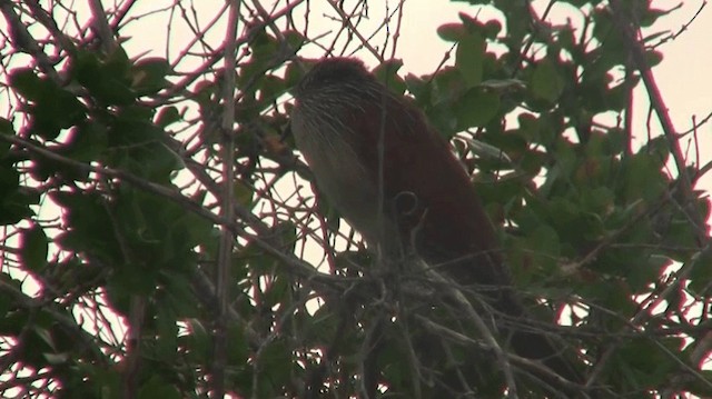 White-browed Coucal (White-browed) - ML200915551