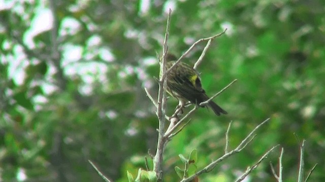 Yellow-fronted Canary - ML200915641