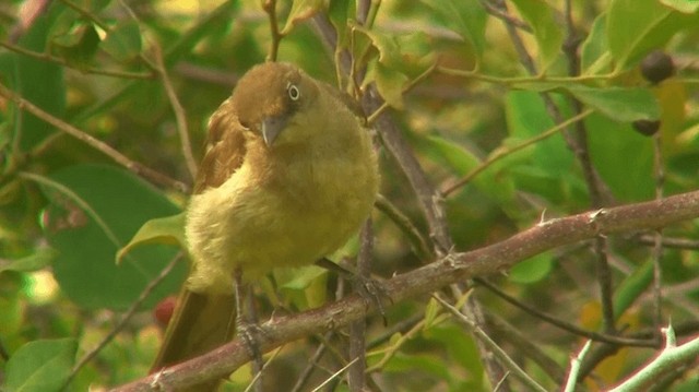  - Sombre Greenbul