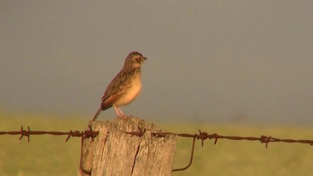Singing Bushlark (Australasian) - ML200916231