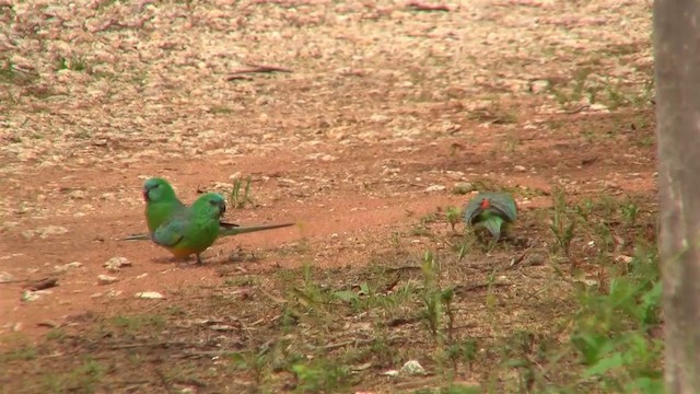 Red-rumped Parrot - ML200916331