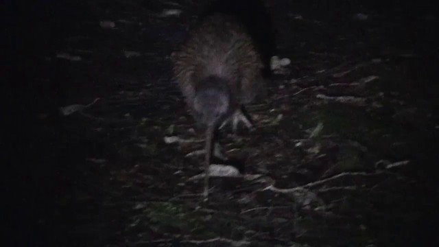 Kiwi austral (lawryi) - ML200917041