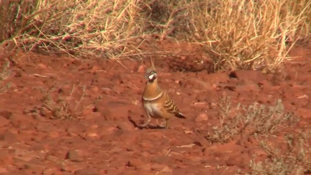 Spinifex Pigeon (White-bellied) - ML200917881