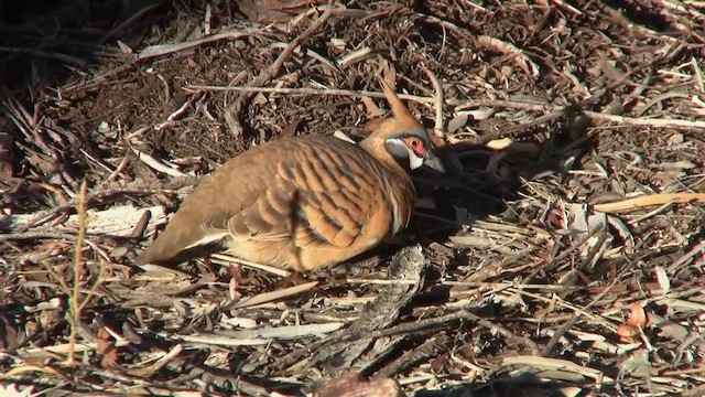 Spinifex Pigeon (White-bellied) - ML200917891