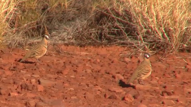 Spinifex Pigeon (White-bellied) - ML200917951