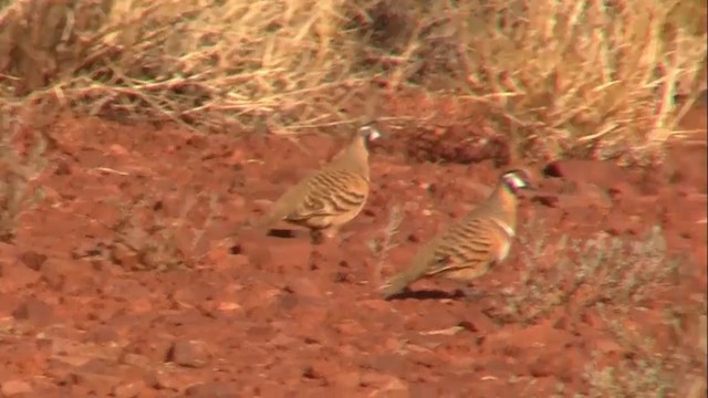 Spinifex Pigeon (White-bellied) - ML200918051