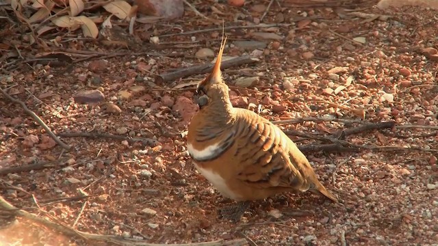 Spinifex Pigeon (White-bellied) - ML200918061
