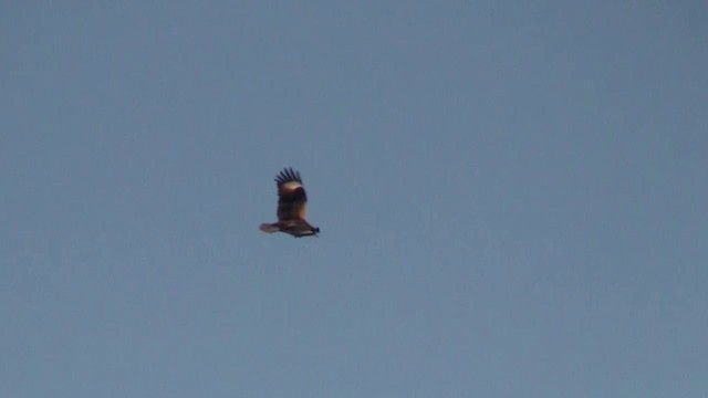 Black-breasted Kite - ML200918081