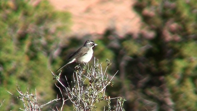 Black-throated Sparrow - ML200918671