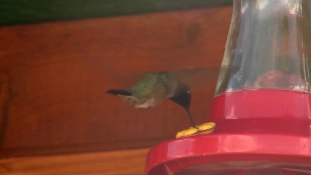 Black-chinned Hummingbird - ML200918691