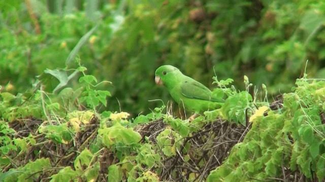 Зелёный воробьиный попугайчик - ML200919031