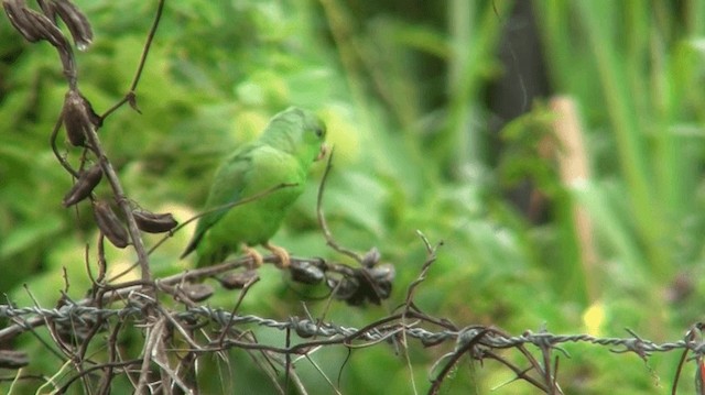 Yeşil Sokumlu Serçe Papağanı - ML200919041