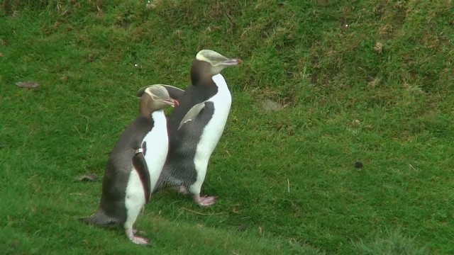 Пінгвін жовтоокий - ML200920051