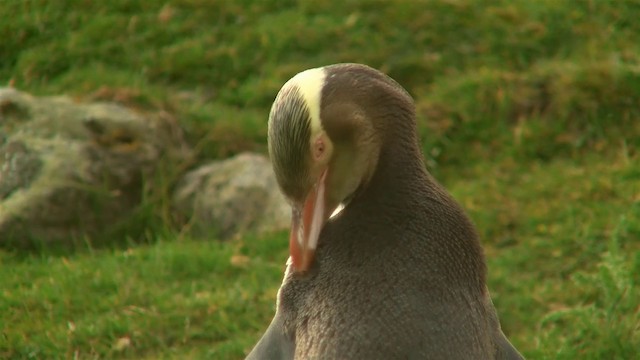 Пінгвін жовтоокий - ML200920061