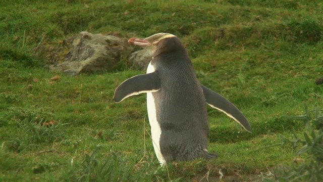 Пінгвін жовтоокий - ML200920151