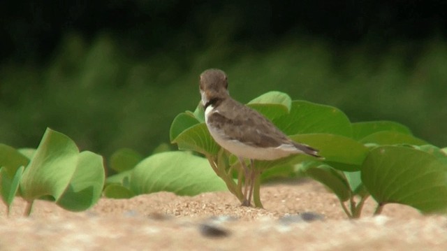 Collared Plover - ML200920361