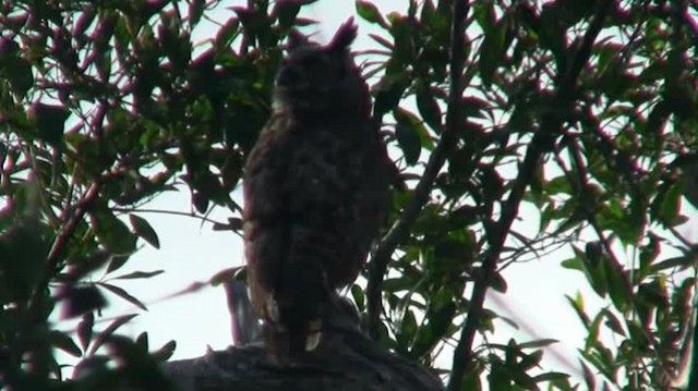 Great Horned Owl - ML200920431