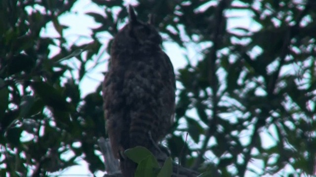 Great Horned Owl - ML200920441