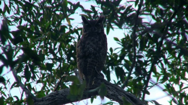 Great Horned Owl - ML200920501
