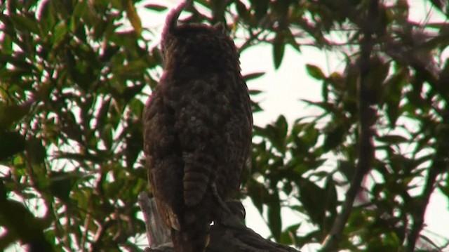 Great Horned Owl - ML200920581