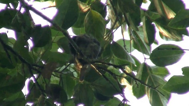 Spotted Puffbird - ML200920691