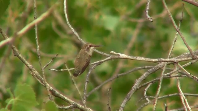 Black-chinned Hummingbird - ML200920911