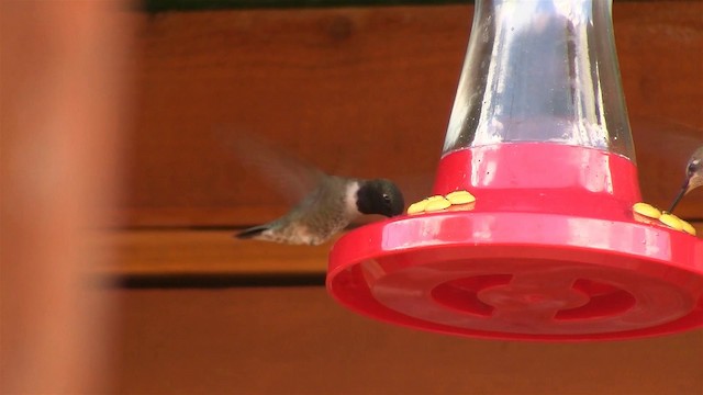 Black-chinned Hummingbird - ML200920921