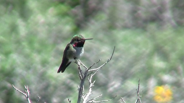 Broad-tailed Hummingbird - ML200920931