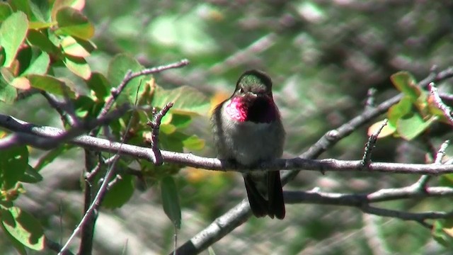 Broad-tailed Hummingbird - ML200920941