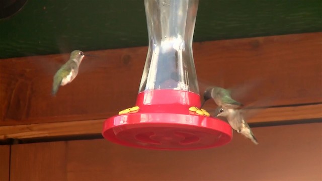 Black-chinned Hummingbird - ML200921021
