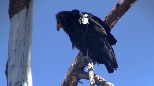 Condor de Californie - ML200921121