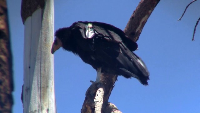 Condor de Californie - ML200921231