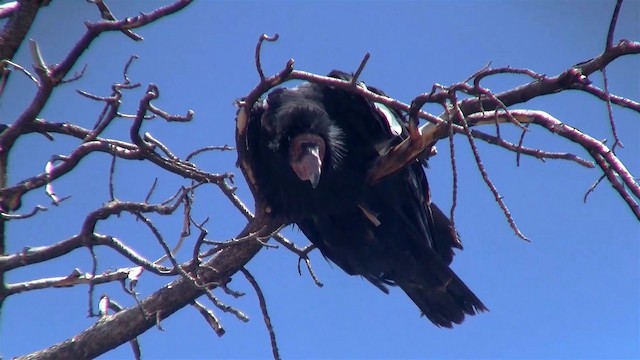 Condor de Californie - ML200921321