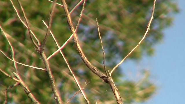vlhovec lesklý (ssp. versicolor) - ML200921361