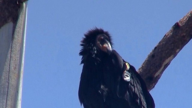 Condor de Californie - ML200921421