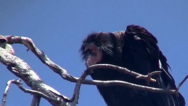 Condor de Californie - ML200921531