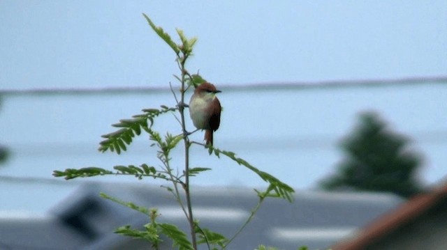 Yellow-chinned Spinetail - ML200921761