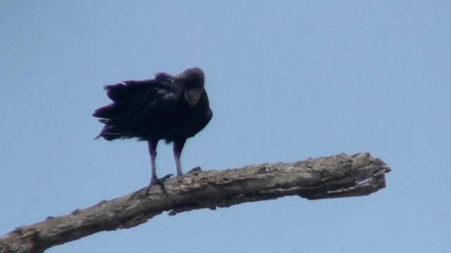 Black Vulture - ML200922191