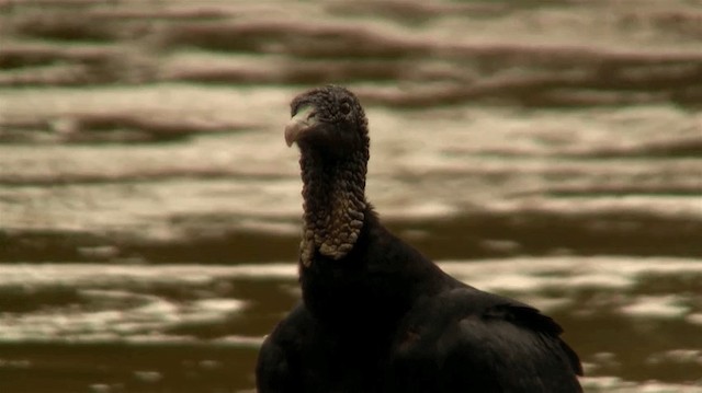 Black Vulture - ML200922201