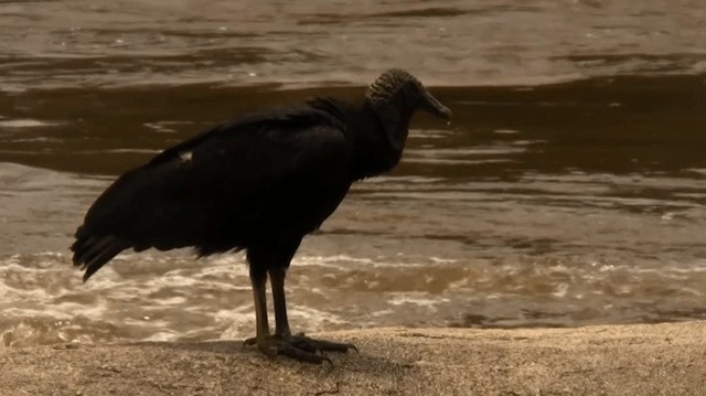 Black Vulture - ML200922211