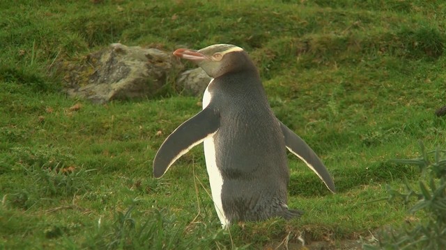 Pingüino Ojigualdo - ML200922391