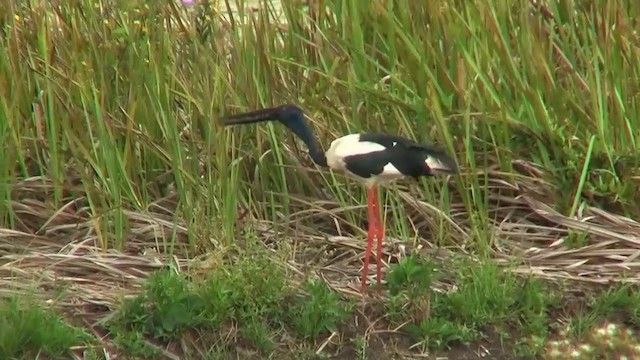 Black-necked Stork - ML200922551