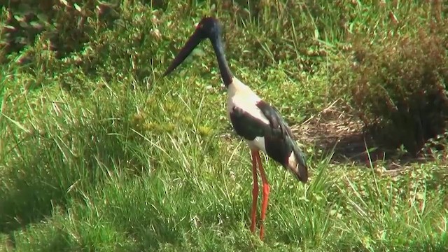 Black-necked Stork - ML200922601