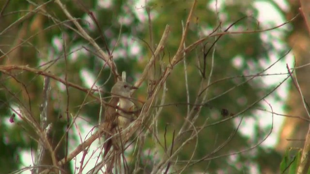 Brush Cuckoo (Australasian) - ML200922611